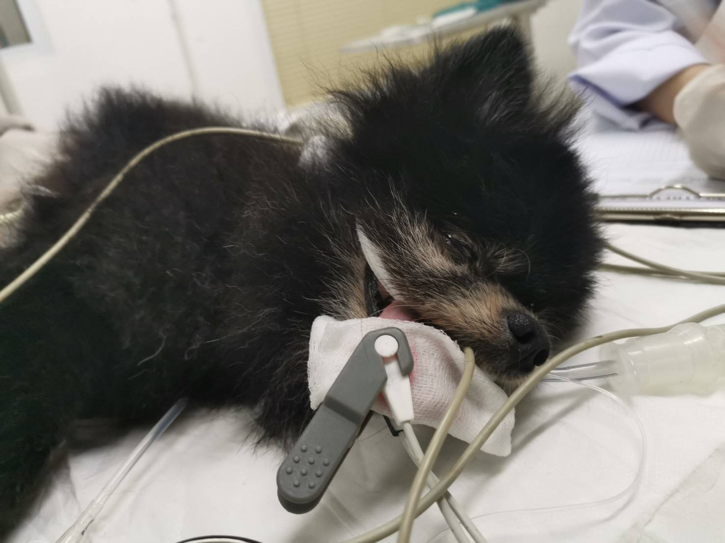 น้องถั่วดำ มาผ่าเข่า และทาง โรงพยาบาลสัตว์ไอเว็ท - iVET hospitalตรวจเจอ ไข่ไม่ลงถุงทั้ง2ข้าง น้องถั่วดำ มาผ่าเข่า และทาง โรงพยาบาลสัตว์ไอเว็ท - iVET hospitalตรวจเจอ ไข่ไม่ลงถุงทั้ง2ข้าง